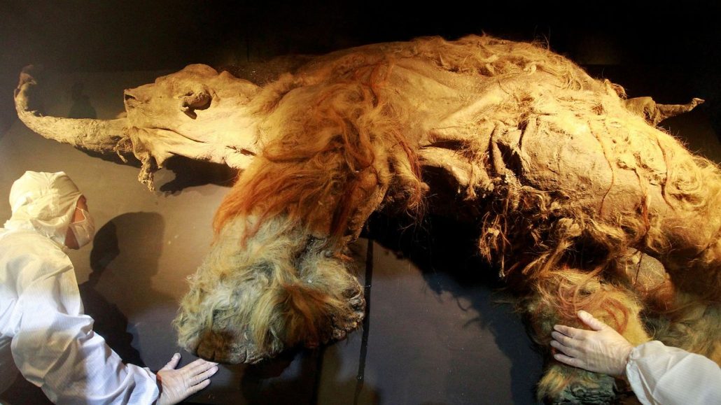 El ARN más antiguo de un mamut, rescatado de una cría que murió acosada por leones de las cavernas hace 40.000 años