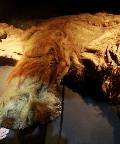 El ARN más antiguo de un mamut, rescatado de una cría que murió acosada por leones de las cavernas hace 40.000 años